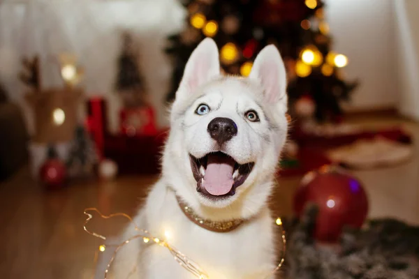 Mutlu köpek yavrusu Noel ağacı ışıklarının altında bayramı kutluyor.