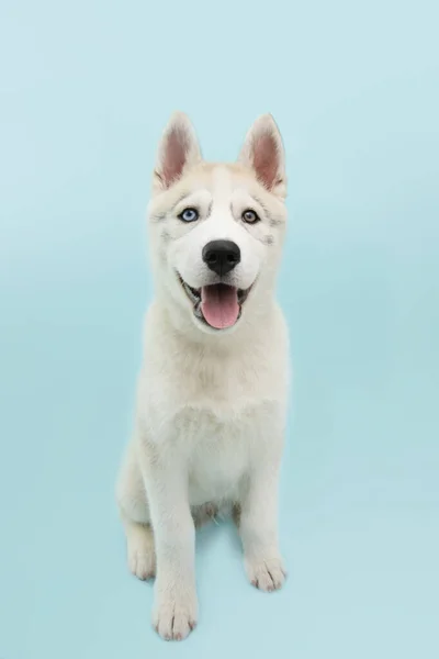 Porträtt Husky Valp Hund Sitter Och Tittar Kameran Isolerad Färgad — Stockfoto