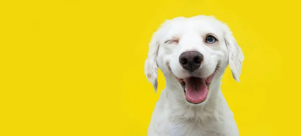 Mutlu köpek yavrusu bir gözünü kırpıyor ve gözleri kapalı sarı bir sırt çantasına gülümsüyor..