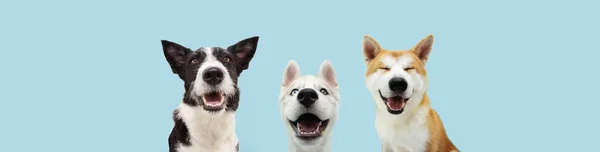 Banner Three Smiling Dogs Happy Expression Closed Eyes Isolated Blue — Stock Photo, Image