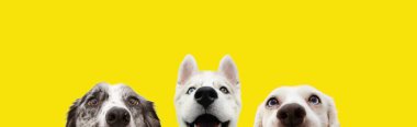 Sancak üç, sarı arka planda izole edilmiş komik sürpriz köpek yavrularını gizler..