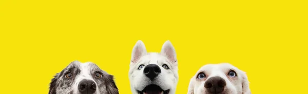 Sancak üç, sarı arka planda izole edilmiş komik sürpriz köpek yavrularını gizler..