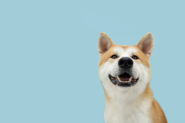 Portrait Happy Smiling Akita Dog Looking Camera Isolated Blue Colored — Stock Photo, Image