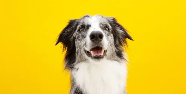 Portret Szczęśliwego Psa Collie Granicznego Patrzącego Kamerę Izolacja Żółtym Tle — Zdjęcie stockowe