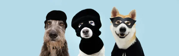 Banner Drie Grappige Huisdieren Hondenrovers Held Dragen Bivakmuts Geïsoleerde Blauwe — Stockfoto