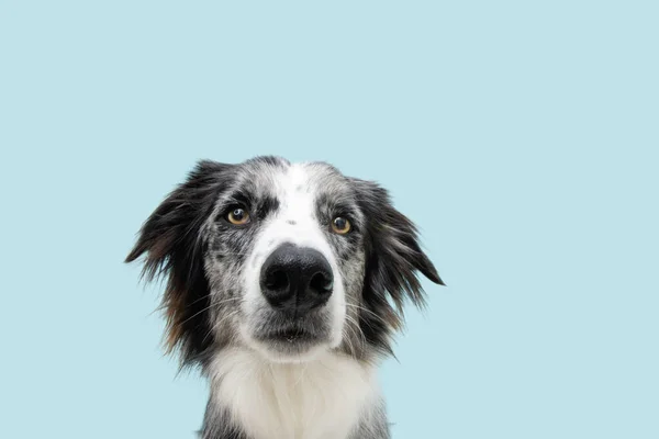 Portret Poważnego Wściekłego Psa Collie Granicy Izolacja Niebieskim Pastelowym Tle — Zdjęcie stockowe