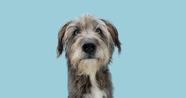 Kameraya bakan ciddi bir melez köpek portresi, mavi arka planda izole edilmiş..