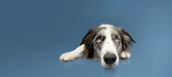 Smutny Pies Collie Granicy Patrząc Górę Leżąc Niebieskim Tle — Zdjęcie stockowe