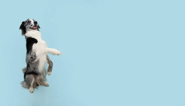 Border Collie Trick Chien Assis Sur Les Pattes Arrière Mendiant — Photo