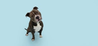 Amerikan zorba köpeği başını eğiyor. Mavi pastel arkaplanda izole.