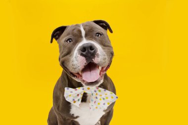 Happy American bully dog wearing a multicolores bow tie. . Isolated on yellow background. clipart