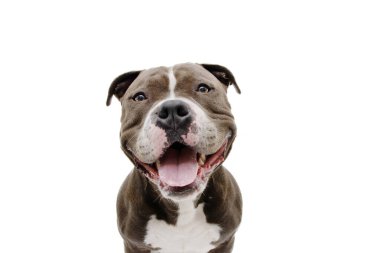 Mutlu yüzlü Amerikan zorba köpeği portresi. Beyaz arkaplanda izole.