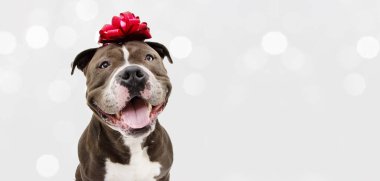 Banner American zorbası mutlu köpek hediyesi. Noel, doğum günü ya da yıldönümü için. Kafasında kırmızı bir kurdele var. Beyaz arkaplanda izole.
