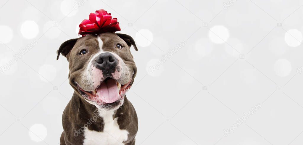 Banner american bully happy dog present for christmas, birthday or anniversary, wearing a red ribbon on head. Isolated on white background.
