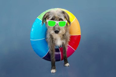 Renkli bir yüzük şişirilebilir ve güneş gözlükleriyle yaz tatiline çıkan komik köpek yavrusu. Mavi arkaplanda izole.