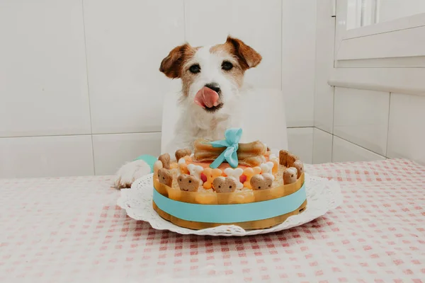 Jack russell dog celebrating birthday or returning home after animal hospital with a cake licking its lips.