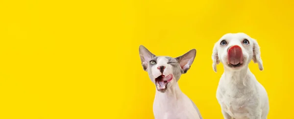 İki komik aç evcil hayvan, köpek ve sfenks kedisi dudaklarını yalıyor. Sarı sırt çantasından izole edilmiş..