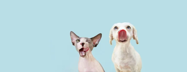Banner Twee Hingry Hongerige Huisdieren Sphynx Kat Hond Likken Zijn — Stockfoto