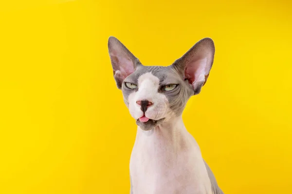 Dilini çıkaran komik bir sfenks kedi portresi. Sarı arkaplanda izole edilmiş