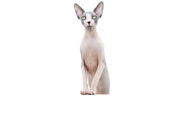 注意し 端にぶら下がっている足とCurios Sphynx猫 白地に隔離された — ストック写真