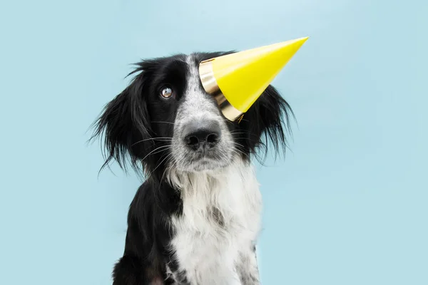 Cane Divertente Che Festeggia Compleanno Carnevale Indossando Cappello Giallo Isolato — Foto Stock