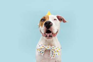 Mutlu Amerikan Personel Köpeği doğum gününü ya da parti şapkası ve papyon takan karnavalını kutluyor. Mavi arkaplanda izole edilmiş.
