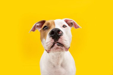 Komik köpek ifadesi. Sıkıcı ve aç Amerikan Staffordshire köpek yavrusu bakışı. Sarı arkaplanda izole edilmiş