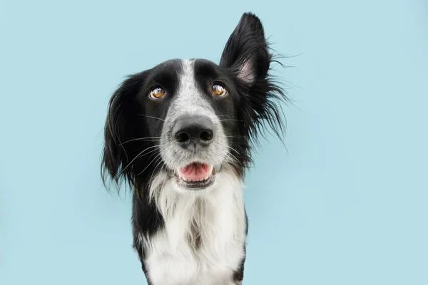 Pies Słuchający Jednym Uchem Górze Izolacja Niebieskim Tle — Zdjęcie stockowe