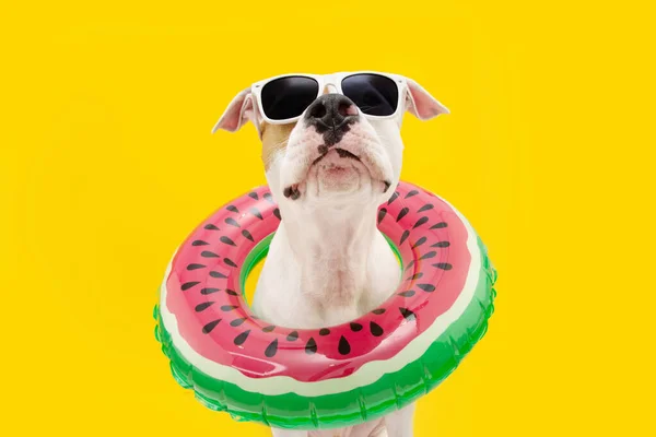 Komik köpek yazı. American Staffordshire şişme yüzme havuzunun içinde. Sarı arkaplanda izole edilmiş