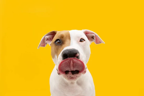Aç Amerikan Staffordshire köpeği yaladı. Sarı arkaplanda izole edilmiş