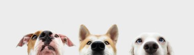 Banner, yakın plan üç gizli köpek kafası. Beyaz arkaplanda izole.