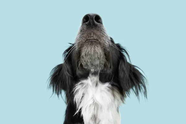 Close Border Collie Dog Looking Isolated Blue Background Smelling Concept — Stock Photo, Image