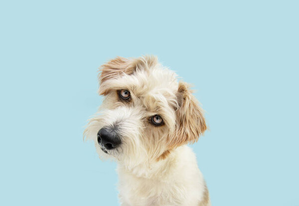 Portrait curious jack russell dog tilting head side. Isolated on blue colored background. Dog thinking concept