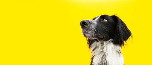 Baner Koncentruje Psa Collie Granicy Patrząc Obiektyw Izolacja Żółtym Tle — Zdjęcie stockowe