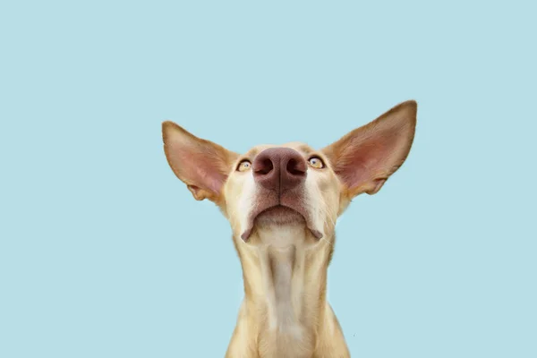 Perro Hambriento Atento Mirando Cámara Aislado Sobre Fondo Color Azul —  Fotos de Stock