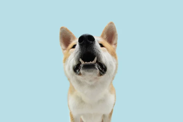 Närbild Akita Hund Tittar Upp Frågar Efter Mat Isolerad Blå — Stockfoto
