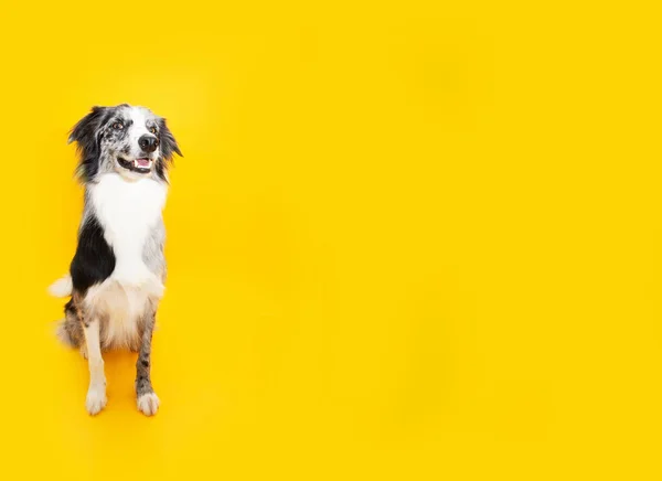 Пограничная Колли Собака Сидит Жёлтом Фоне — стоковое фото