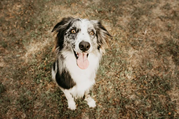 Retrato Feliz Fronteira Collie Cão Furando Língua Para Fora Gramado — Fotografia de Stock