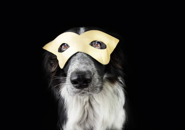 Портретная Собака Празднует Новый Год Карнавал Золотой Маске Изолированный Черном — стоковое фото