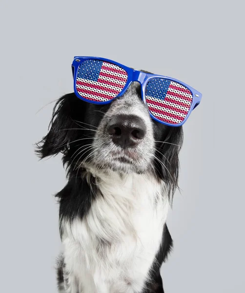 Independence Day 4Th July Border Collie Dog Isolated Gray Colored — Stock Photo, Image