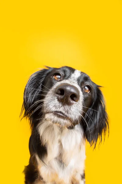 Şaşırmış ve meraklı yüz ifadesi olan komik bir köpek. Sarı arkaplanda izole edilmiş