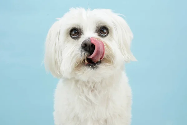 Retrato Cão Maltês Lambendo Lábios Isolado Fundo Cor Azul — Fotografia de Stock