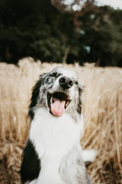 Retrato Verão Feliz Fronteira Collie Merle Cão Com Expressão Riso — Fotografia de Stock