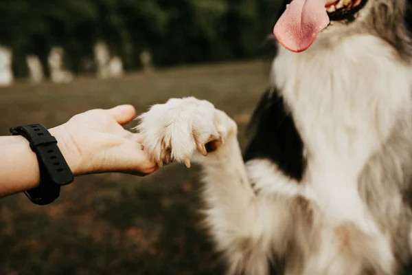 Female hand holding dog\'s paw on blurred background. Friendship love concept