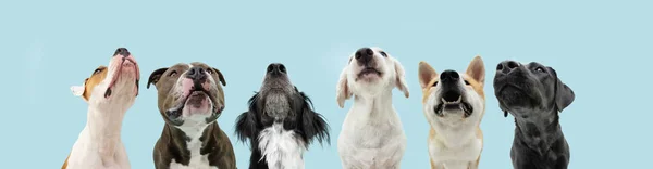 Pankart 6 aç köpek yiyecek için yalvarıyor. Mavi arkaplanda izole