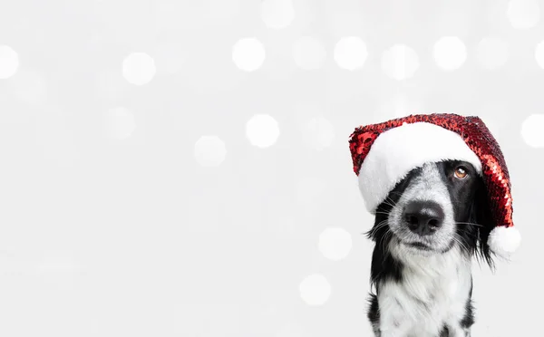 Banner Cucciolo Natale Cane Indossa Cappello Rosso Babbo Natale Isolato — Foto Stock