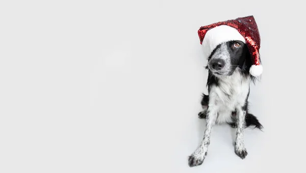 Divertente Banner Cucciolo Cane Natale Indossa Cappello Rosso Babbo Natale — Foto Stock