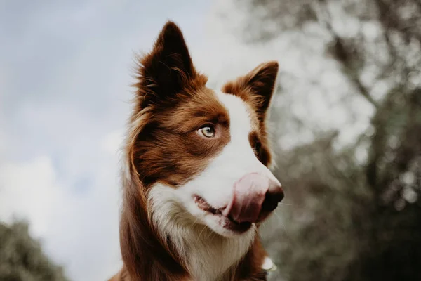 Retrato Fronteira Collie Cão Lambendo Seus Kips Céu Fundo — Fotografia de Stock