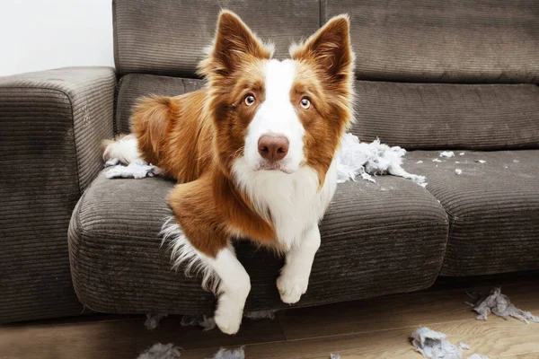 Kanepenin üzerinde masum bir ifadeyle oturan yastığı parçaladıktan sonra Border Collie haylazlığı