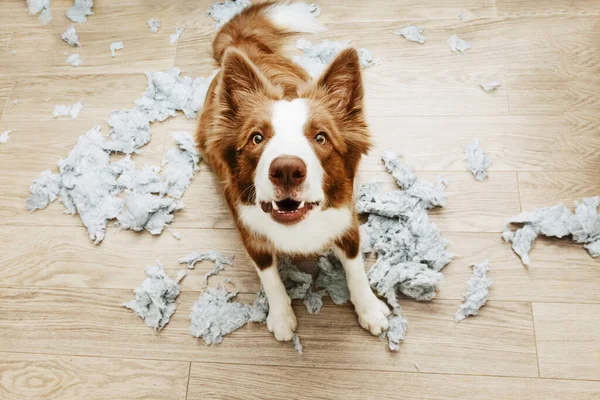 Perro Cachorro Atrapado Fraganti Después Morder Destruir Una Almohada Casa — Foto de Stock